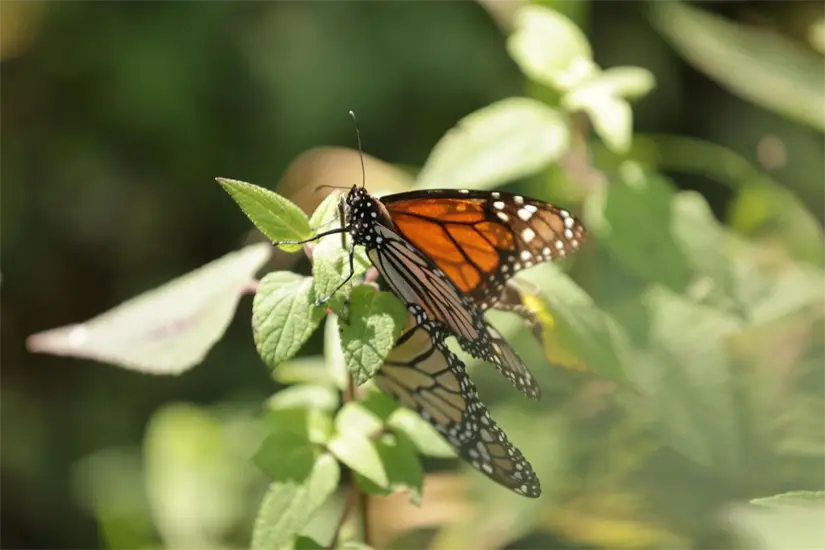 Abren Santuarios de la Mariposa Monarca en Michoacán. Foto: Cortesía