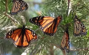 Así es el recorrido de la Mariposa Monarca para llegar a Michoacán; ya abrieron los Santuarios