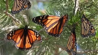 Así es el recorrido de la Mariposa Monarca para llegar a Michoacán; ya abrieron los Santuarios