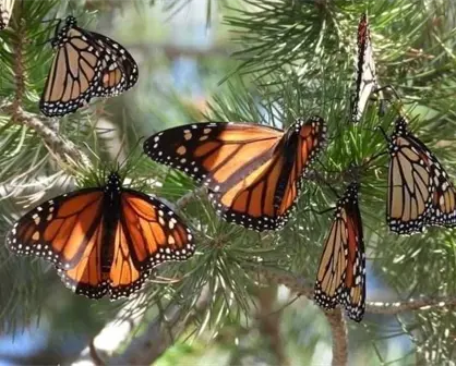 Así es el recorrido de la Mariposa Monarca para llegar a Michoacán; ya abrieron los Santuarios