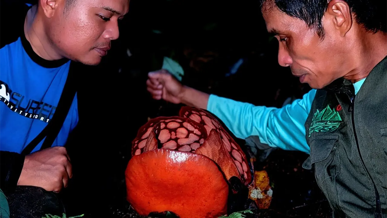 La Rafflesia está en peligro de extinción. Foto: X (@thorogoodchris1)