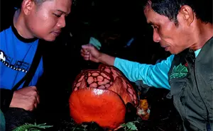 Biólogo llora al hallar la flor más rara del mundo después de 13 años de búsqueda