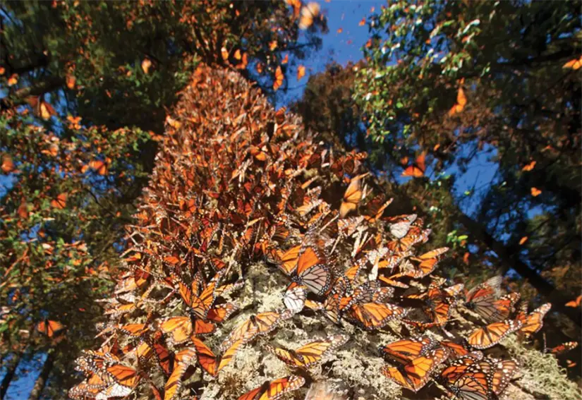 México, uno de los santuarios de la Mariposa Monarca. Foto: cortesía.