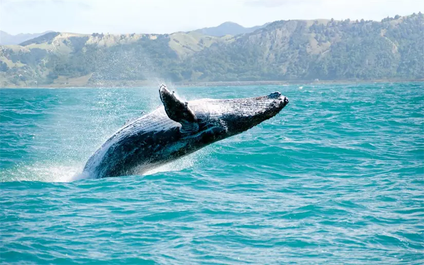 El avistamientos de ballenas es una de las actividades más llamativas de Baja California Sur. Foto: Cortesía.