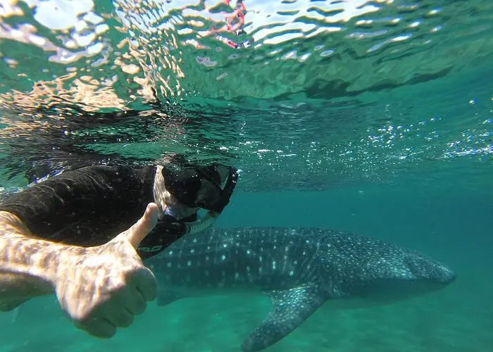 Nada con los tiburones ballenas en La Paz durante los mese de enero y febrero. Foto: Cortesía.