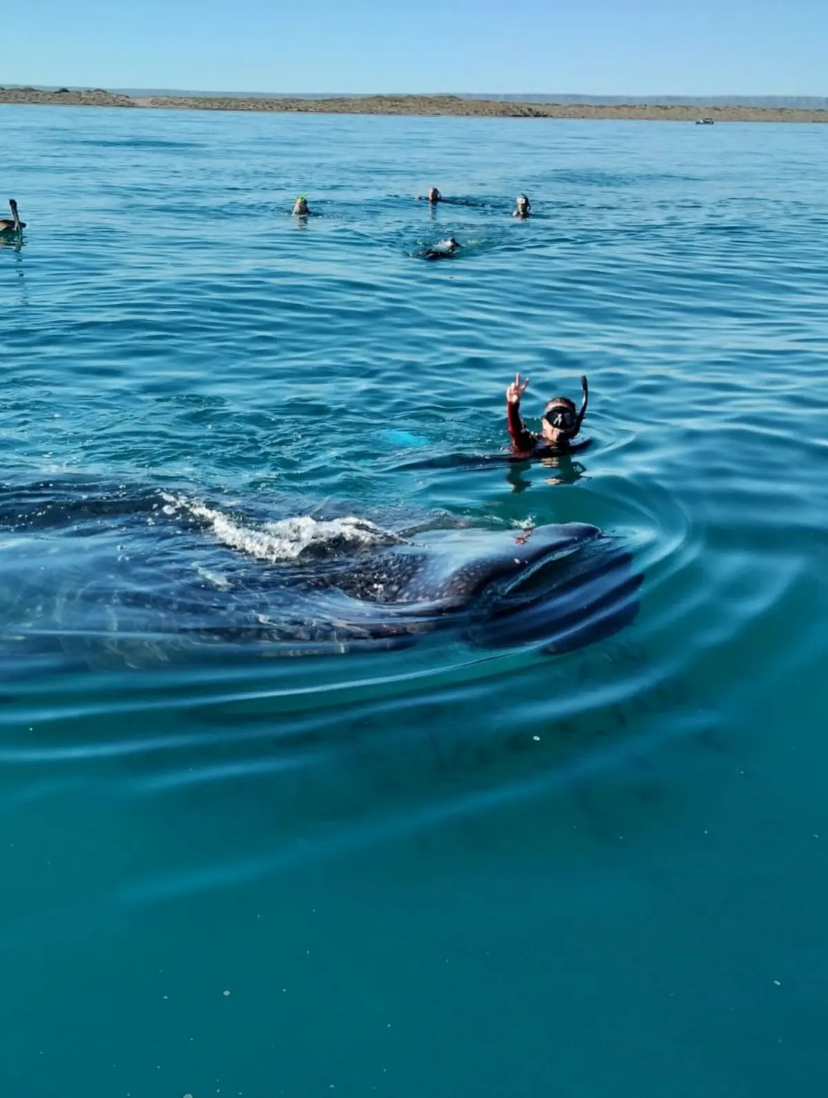 Hacen un llamado a cuidar al tiburón ballena. Foto: Cortesía