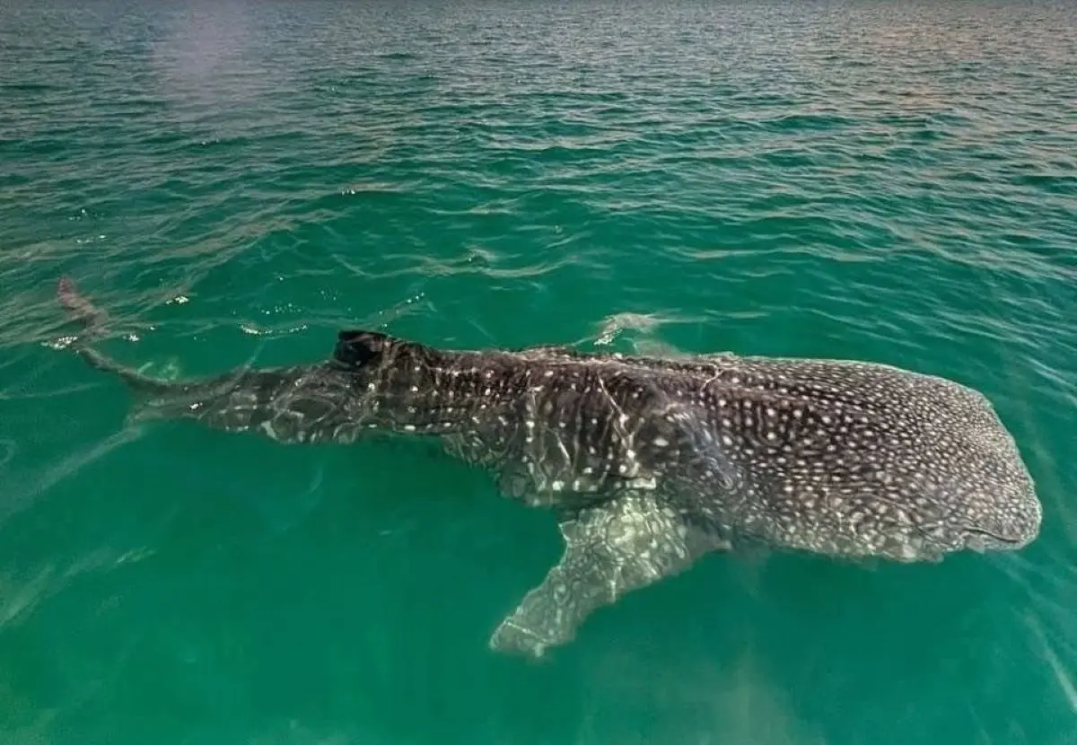 Comienza la temporada de avistamientos del tiburón ballena en La Paz. Foto: Cortesía