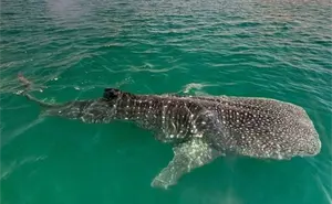 Inicia la temporada del tiburón ballena en La Paz; reportan 7 avistamientos