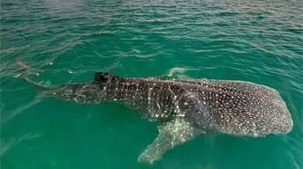 Inicia la temporada del tiburón ballena en La Paz; reportan 7 avistamientos