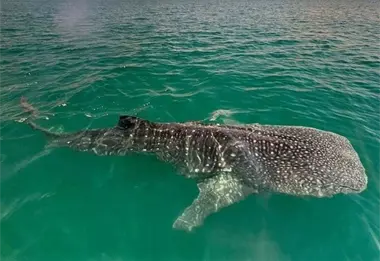 Inicia la temporada del tiburón ballena en La Paz; reportan 7 avistamientos