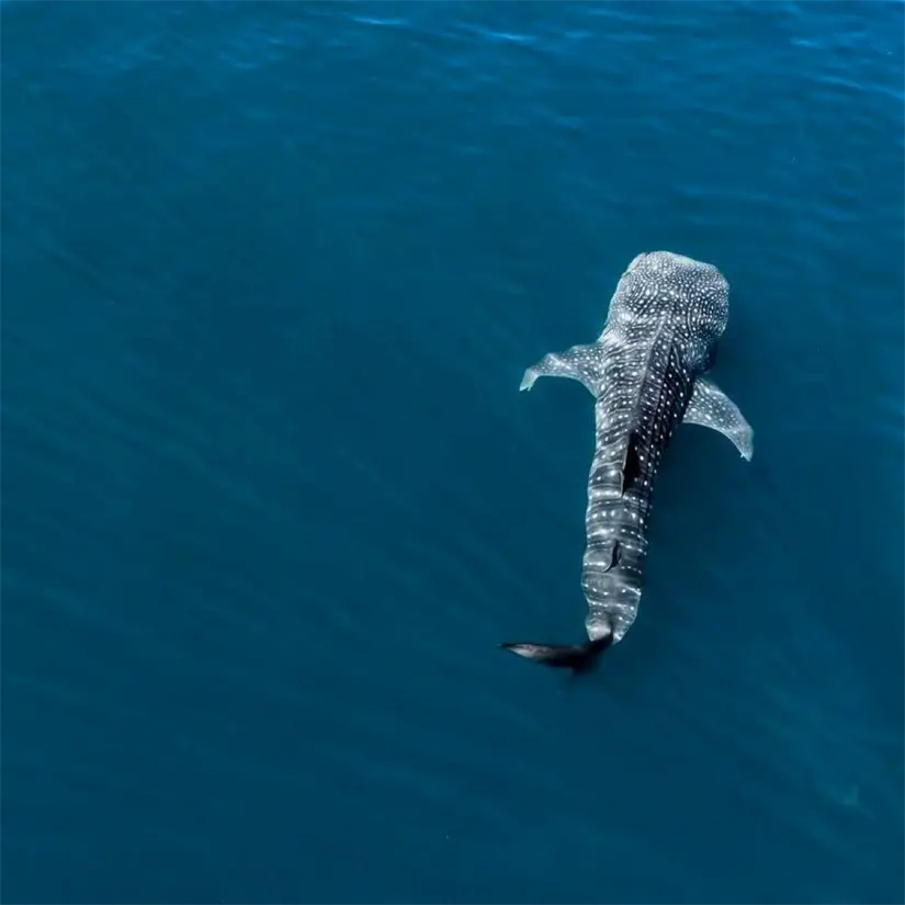Inicia temporada de avistamientos de de tiburón ballena en La Paz Foto: Cortesía