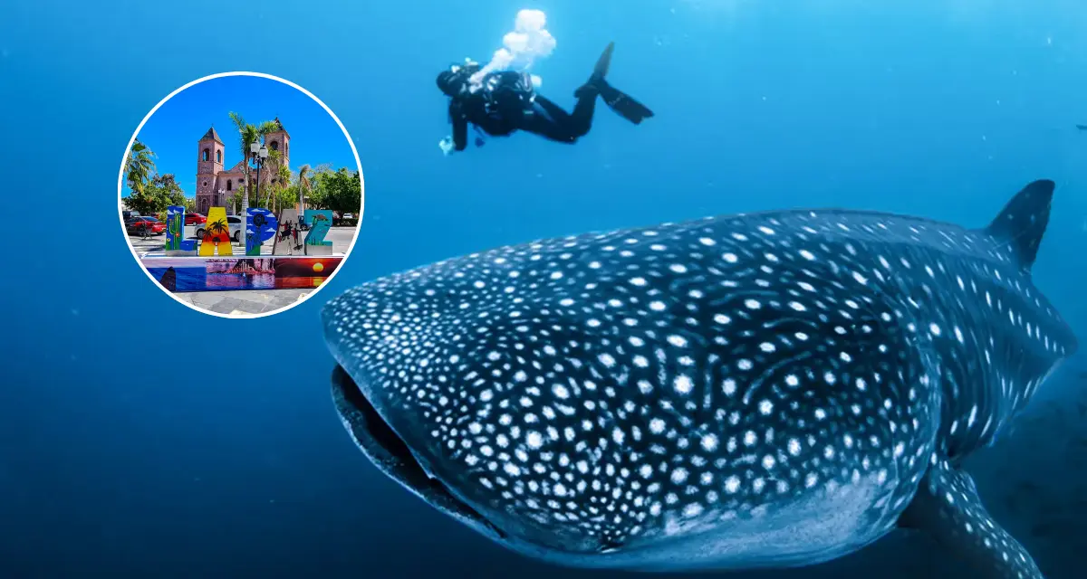 ¿Cuánto cuesta nadar con tiburones ballenas en La Paz en 2025?