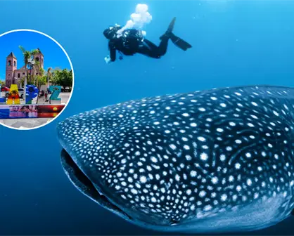 ¿Cuánto cuesta nadar con tiburones ballenas en La Paz en 2025?