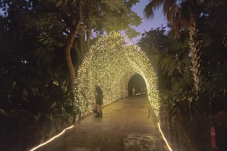 Así luce el Botánico de Culiacán en fechas decembrinas.