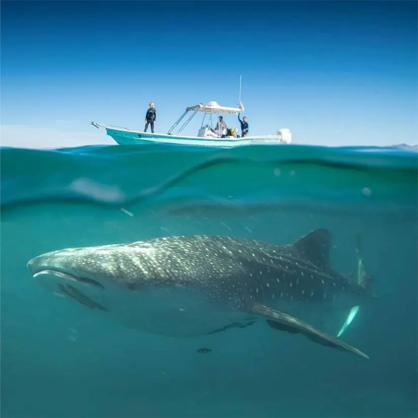 Presencia del tiburón ballena en La Paz es una buena señal. Foto: Cortesía