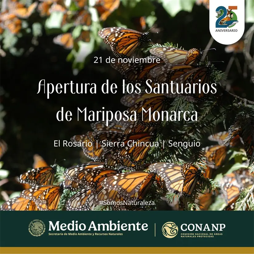 Conoce cuándo inicia la temporada de la mariposa monarca en Michoacán. Foto: Cortesía.