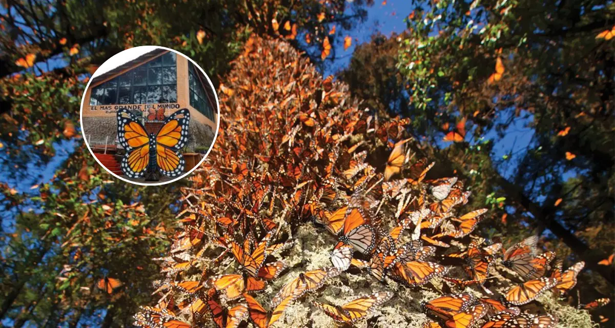 Conoce cuánto cuesta la entrada a los santuarios de la mariposa monarca. Foto: Cortesía.