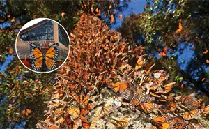 Temporada 2025-2026: precios y horarios para visitar los santuarios de la mariposa monarca en Michoacán