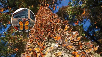 Temporada 2025-2026: precios y horarios para visitar los santuarios de la mariposa monarca en Michoacán