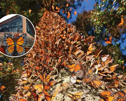 Temporada 2025-2026: precios y horarios para visitar los santuarios de la mariposa monarca en Michoacán