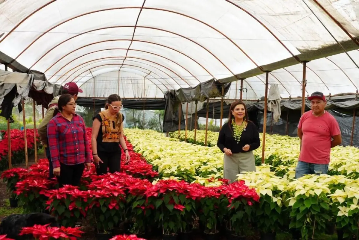 ¿Dónde comprar Nochebuenas bonitas y baratas en la CDMX?