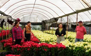 ¿Dónde comprar Nochebuenas bonitas y baratas en la CDMX?