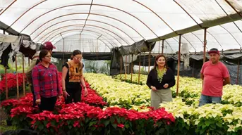 ¿Dónde comprar Nochebuenas bonitas y baratas en la CDMX?