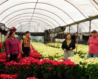 ¿Dónde comprar Nochebuenas bonitas y baratas en la CDMX?