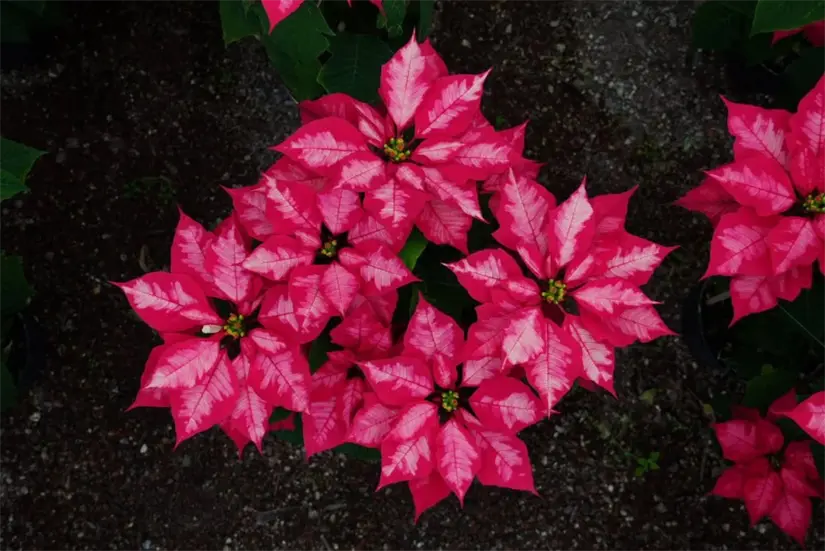 Nochebuenas producidas en CDMX. Foto: Cortesía