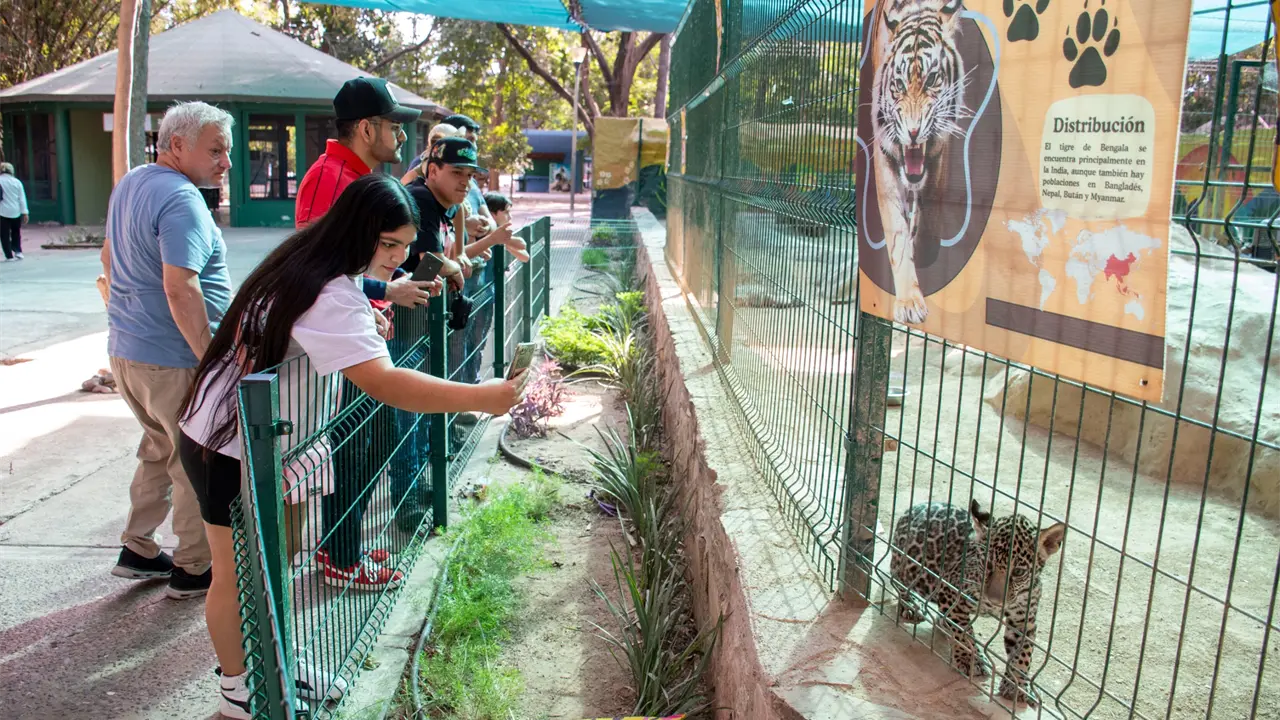 Recorridos guiados permitieron conocer los programas de bienestar animal y cuidado de felinos en el zoológico. Foto: Ayuntamiento de Culiacán