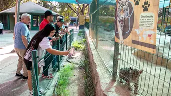 Zoológico de Culiacán celebra el Día del Jaguar con talleres infantiles, arte y educación ambiental