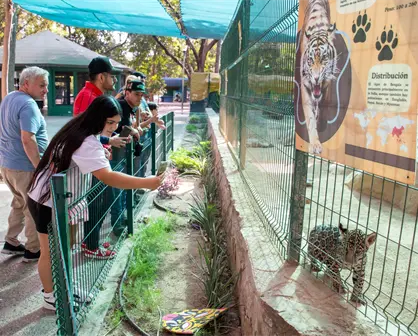 Zoológico de Culiacán celebra el Día del Jaguar con talleres infantiles, arte y educación ambiental