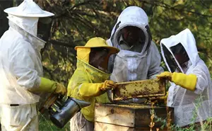 Apicultores en San Nicolás de Los Ranchos, Puebla, mantienen viva una tradición ancestral