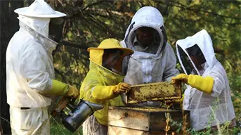 Apicultores en San Nicolás de Los Ranchos, Puebla, mantienen viva una tradición ancestral