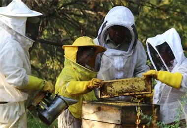 Apicultores en San Nicolás de Los Ranchos, Puebla, mantienen viva una tradición ancestral