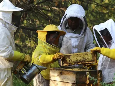 Apicultores en San Nicolás de Los Ranchos, Puebla, mantienen viva una tradición ancestral