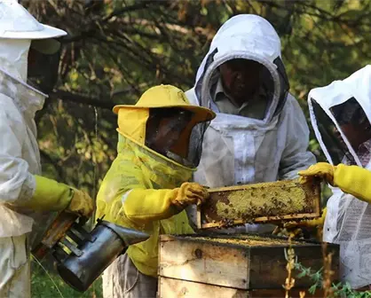 Apicultores en San Nicolás de Los Ranchos, Puebla, mantienen viva una tradición ancestral
