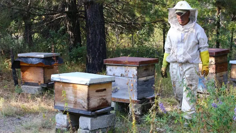 Los apicultores quieren salvar su tradición. Foto: El Sol de Puebla