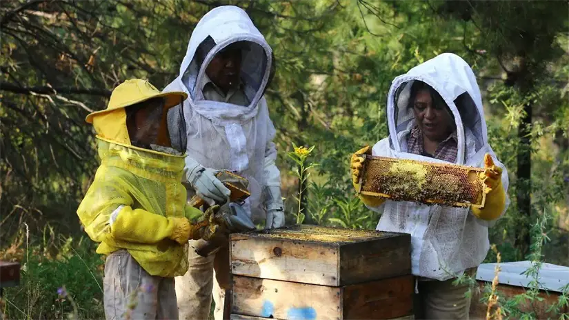 Los productos elaborados con miel tienen muchos beneficios. Foto: El Sol de Puebla