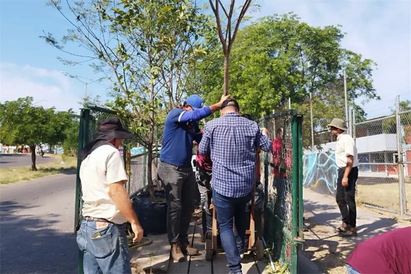 La arborización en la Secundaria Técnica 90 de Culiacán mejora la caminabilidad y el confort de estudiantes y peatones con especies nativas y educación ambiental.