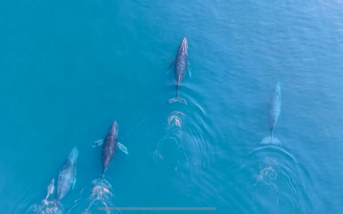 Comienza la temporada de ballenas jorobadas en Michoacán. Foto: Cortesía