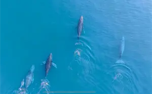 ¿Cuáles son los mejores meses para los avistamientos de ballenas jorobadas en Michoacán?