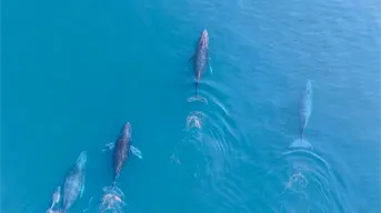 ¿Cuáles son los mejores meses para los avistamientos de ballenas jorobadas en Michoacán?