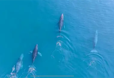 ¿Cuáles son los mejores meses para los avistamientos de ballenas jorobadas en Michoacán?