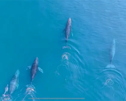 ¿Cuáles son los mejores meses para los avistamientos de ballenas jorobadas en Michoacán?