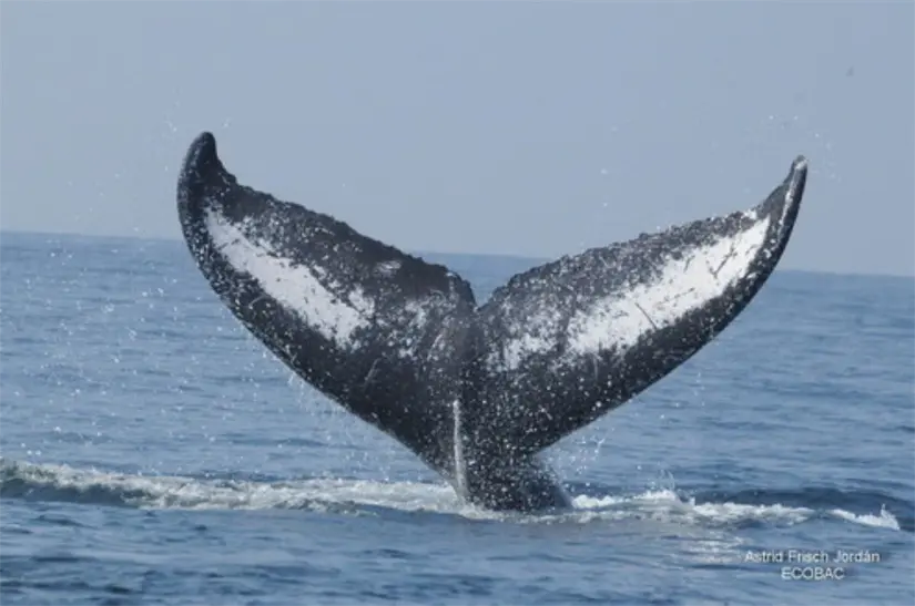 Las ballenas jorobadas que llegan  a México pertenecen a la población del Pacífico Norte. Foto: Cortesía