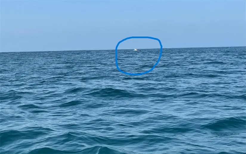 Lugares de Michoacán de avistamientos de ballena jorobada. Foto: Cortesía