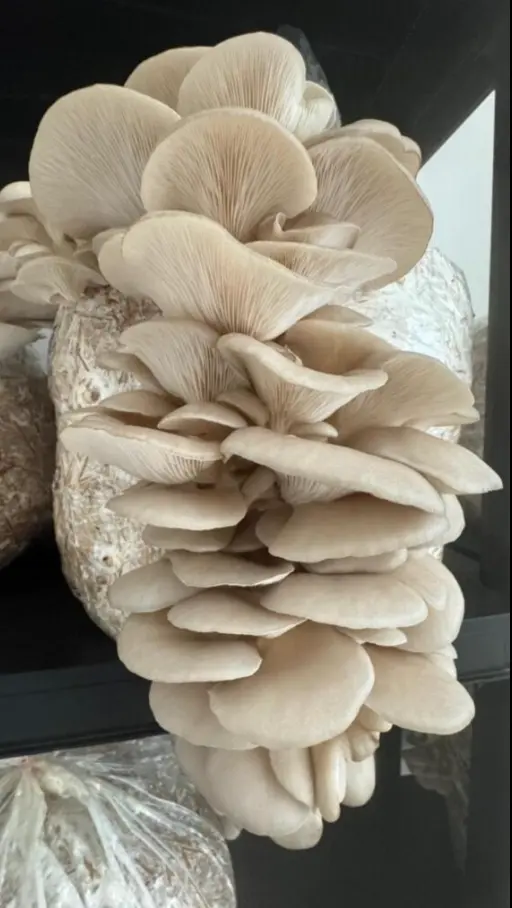 Seta ostra blanca. Foto: cortesía.