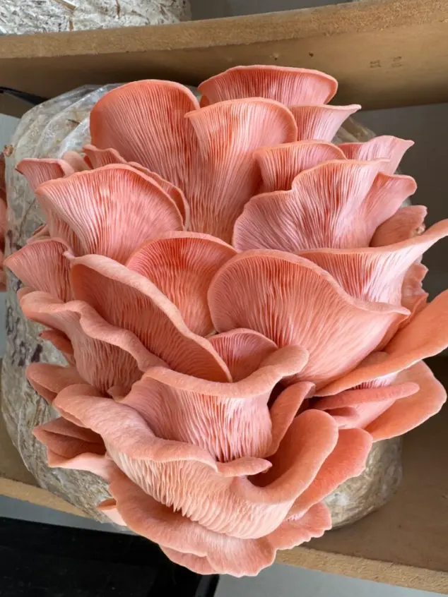 Seta ostra rosa. Foto: cortesía.