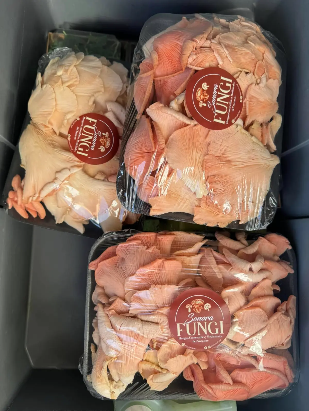 Sonora Fungi cosecha un día antes de la venta. Foto: cortesía.
